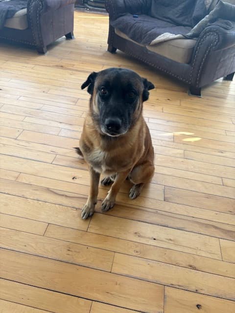 Flash - Oh - Courtesy Post - Belgian Shepherd Malinois