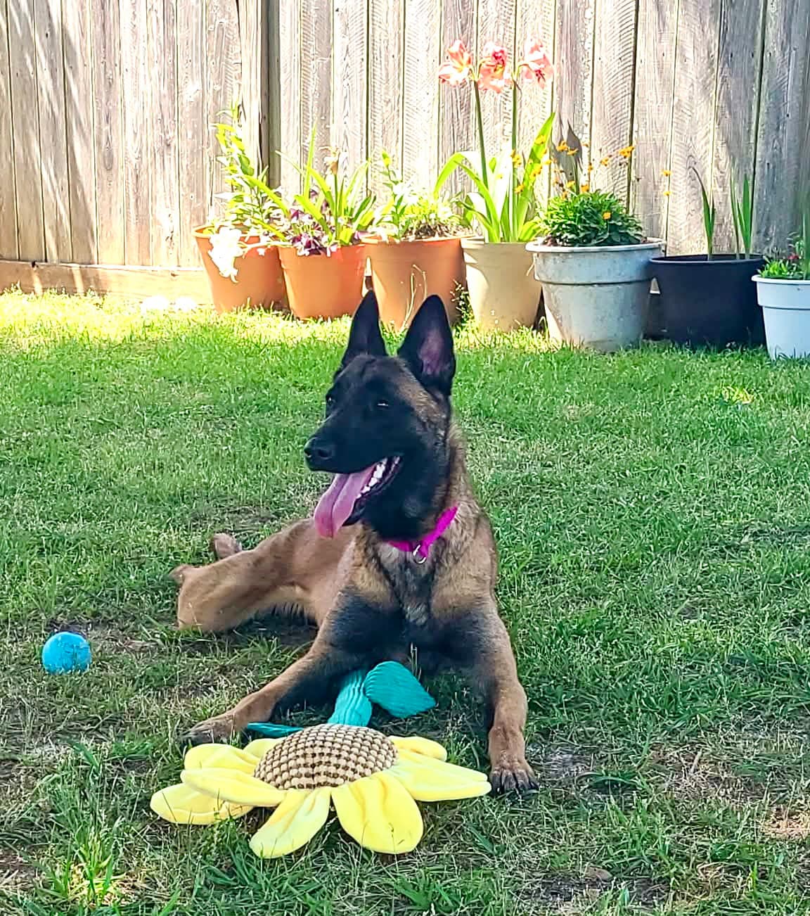 Luci - Va - Belgian Shepherd Malinois