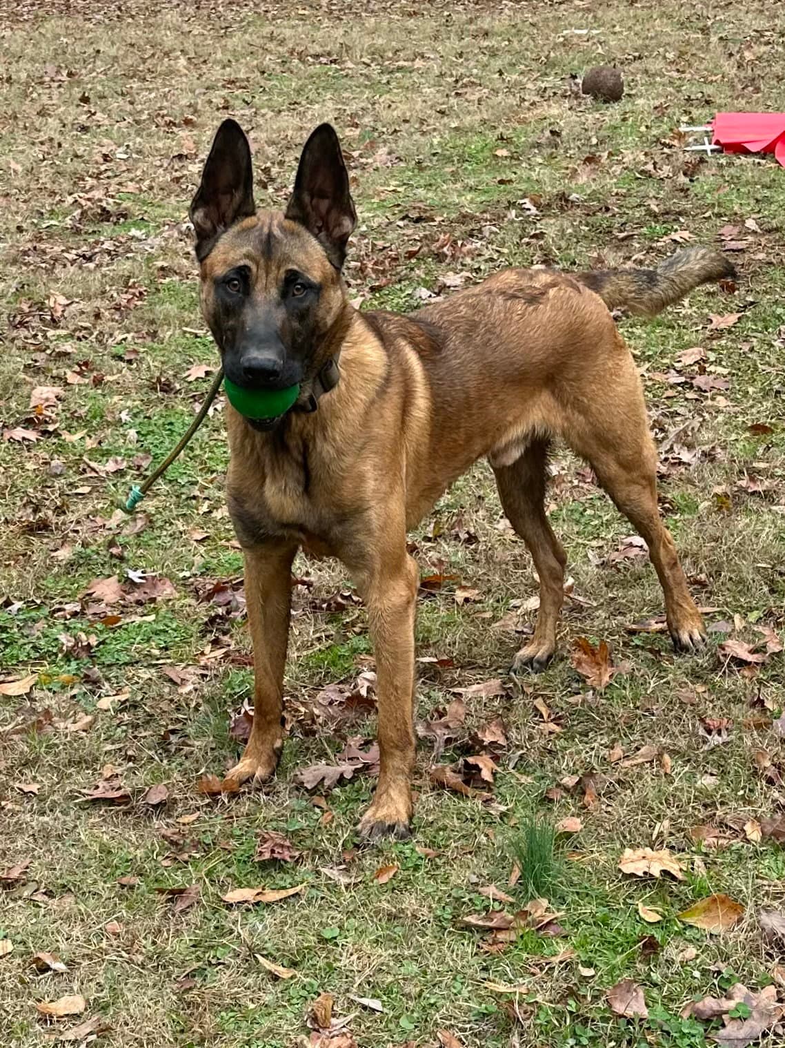 Einar - Md - Belgian Shepherd Malinois