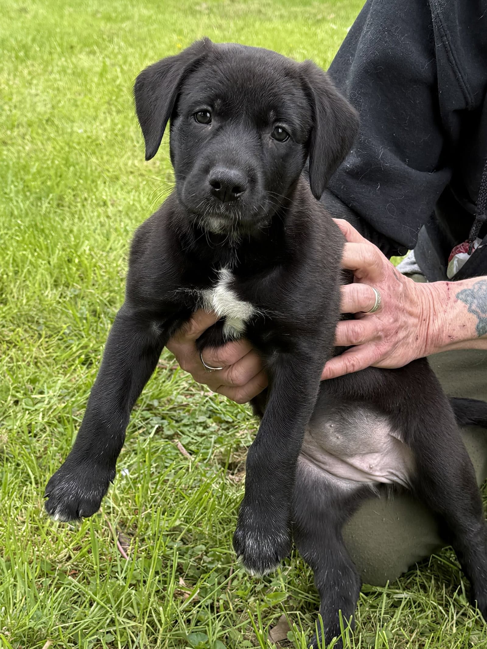 Salem - Pa - Belgian Shepherd Malinois