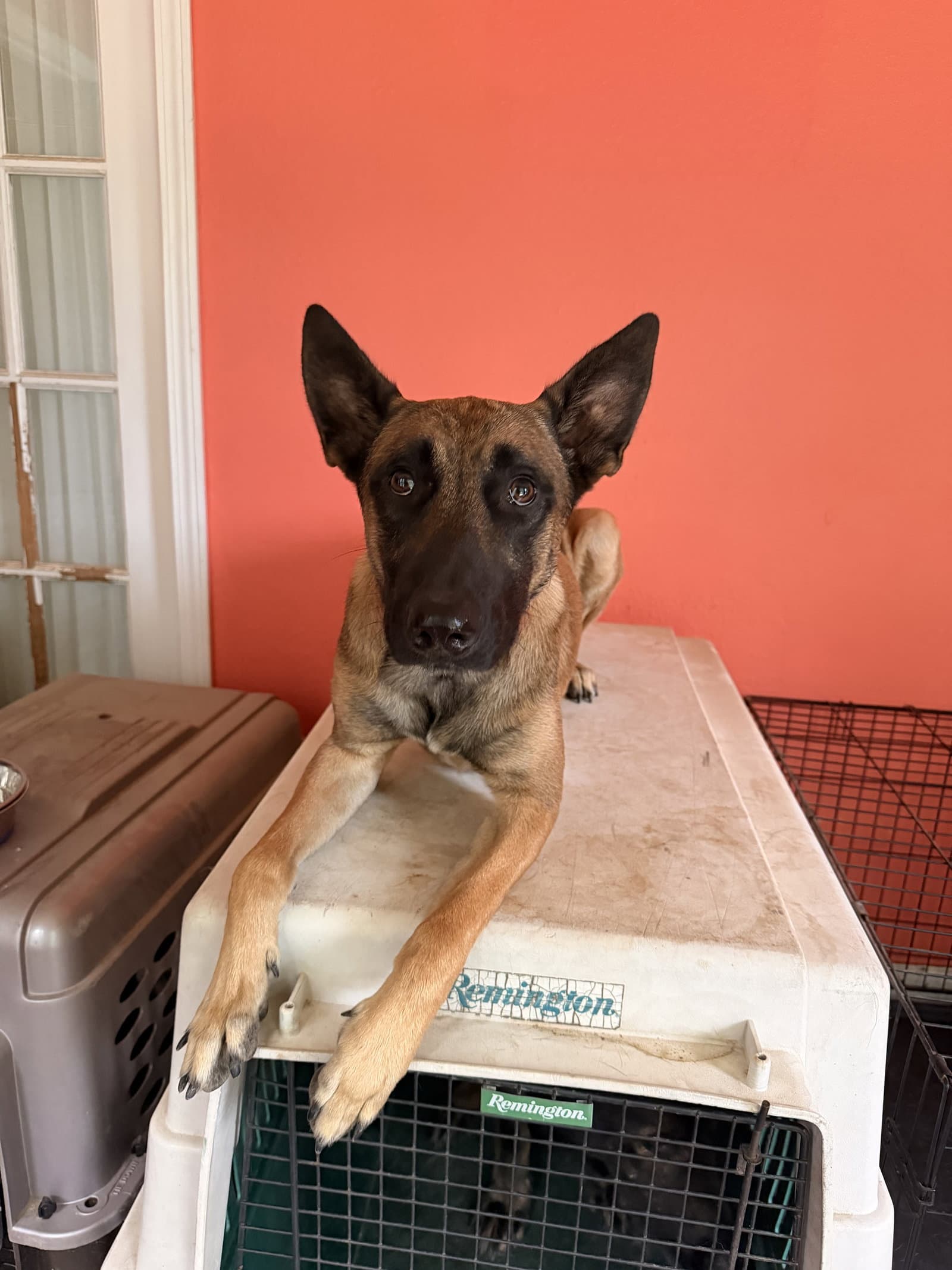 Fridge - Tn - Belgian Shepherd Malinois
