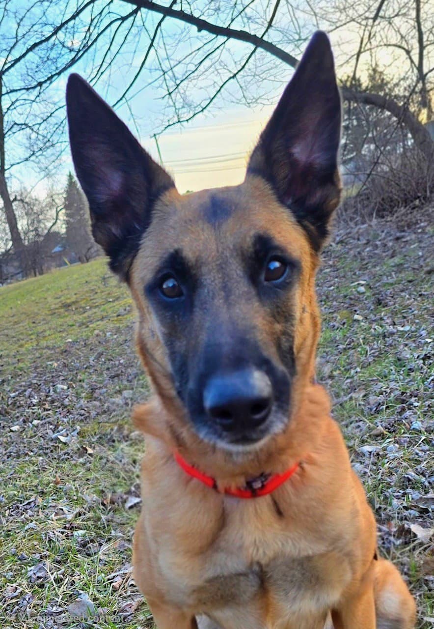 Thor - Mi - Belgian Shepherd Malinois