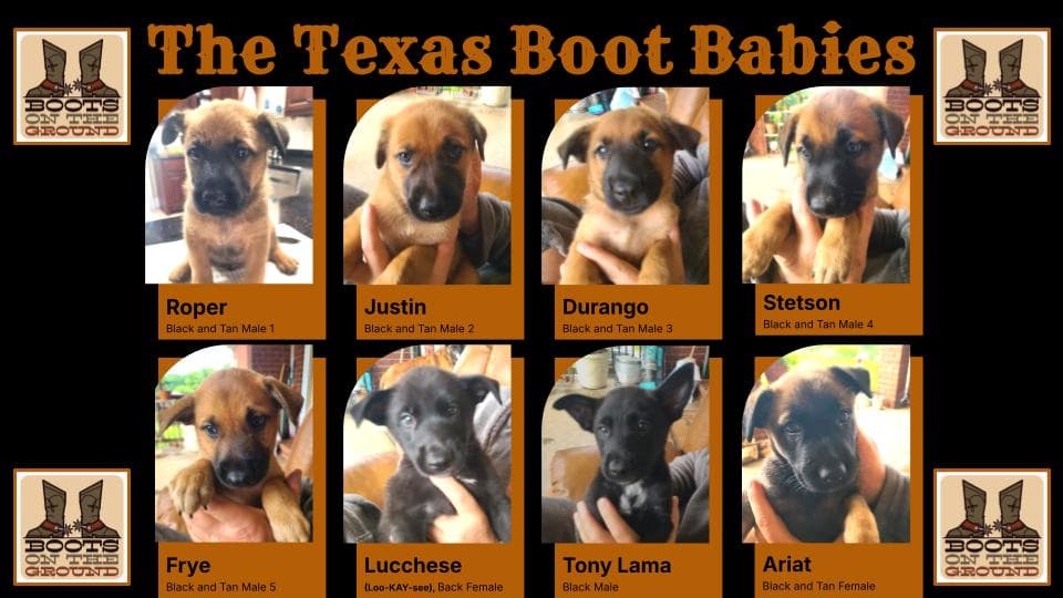 Lucchese Loo-Kay-See - Ga - Belgian Shepherd Malinois