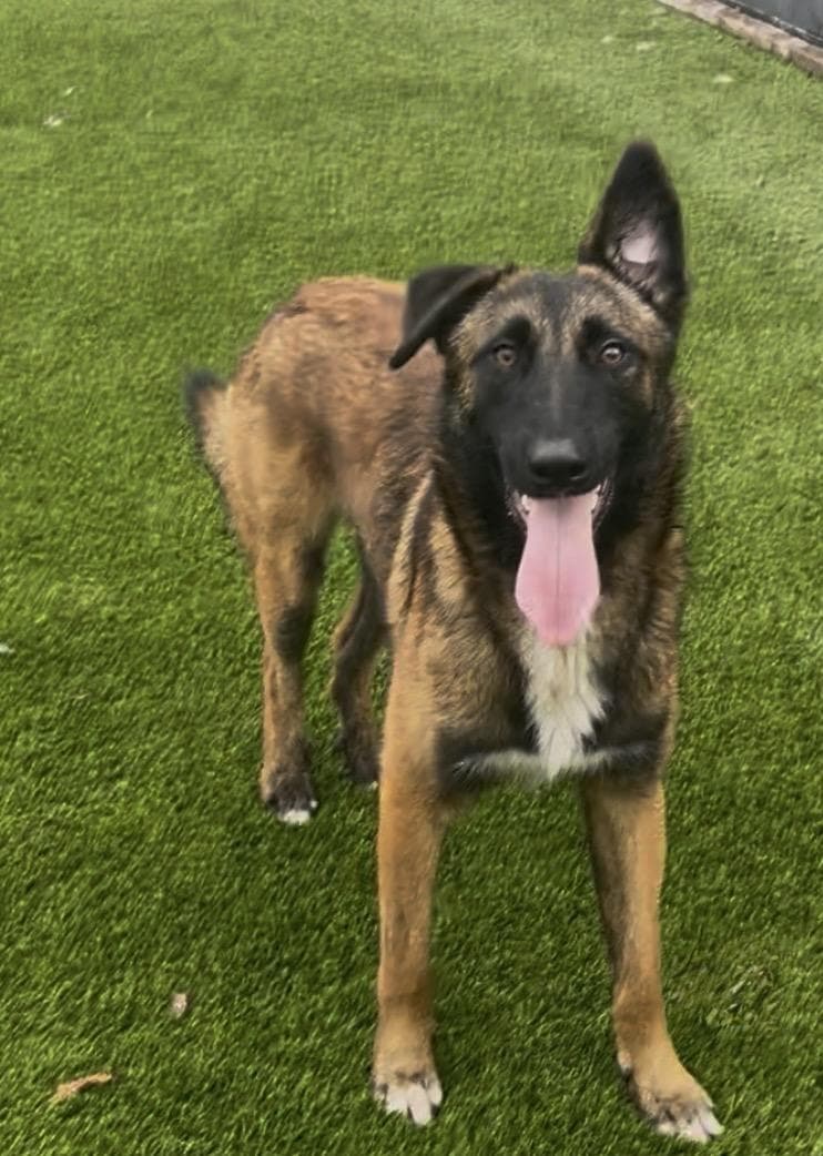 Rufus - Fl - Courtest Post - Belgian Shepherd Malinois