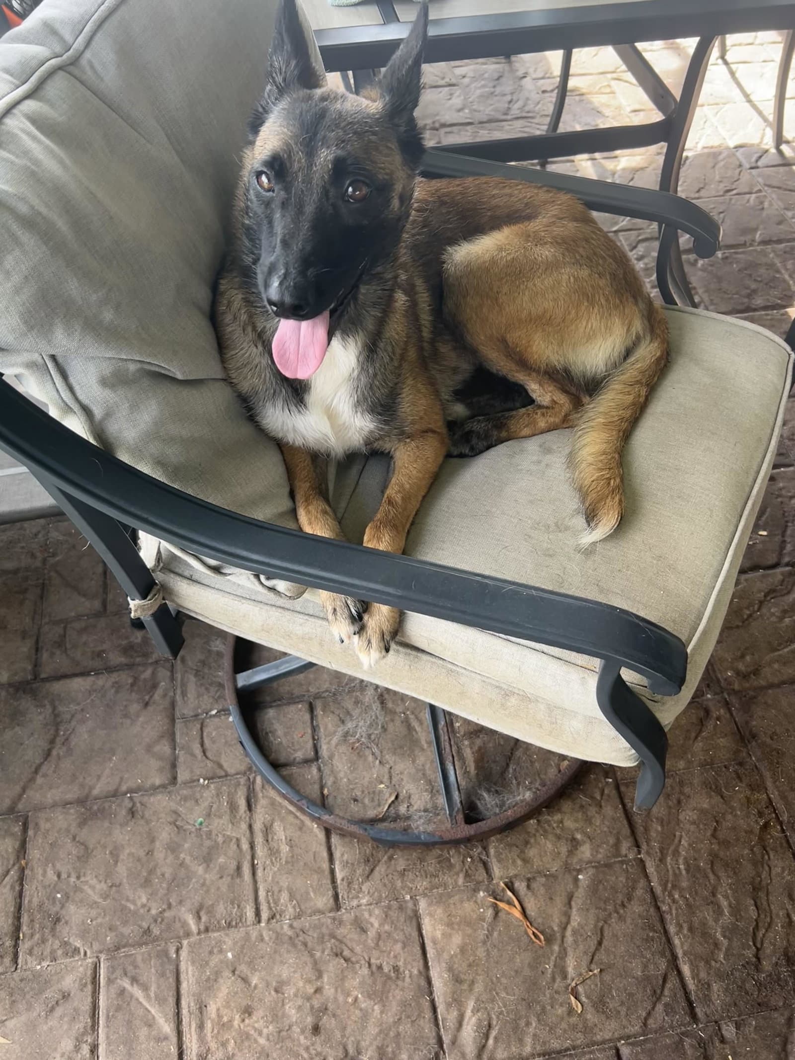 Roxy - Fl - Courtesy Post - Belgian Shepherd Malinois