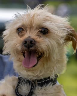 Benji In Ri image 1