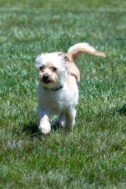 Benji In Ri image 3