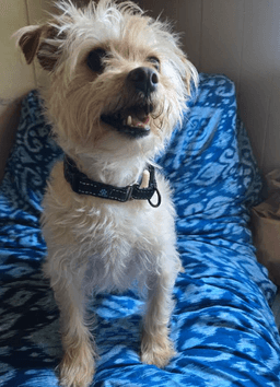Benji In Ri image 4
