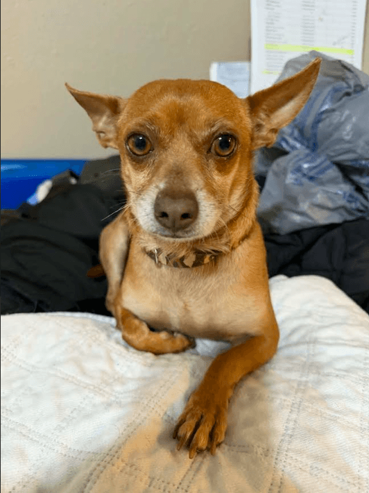 Justin In Tx - Chihuahua