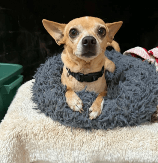 Simba In Tx - Chihuahua