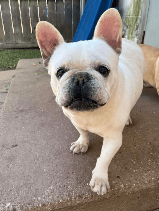 Gibbs In Ri - French Bulldog