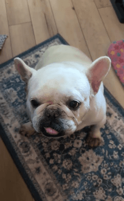 Gibbs In Ri image 3