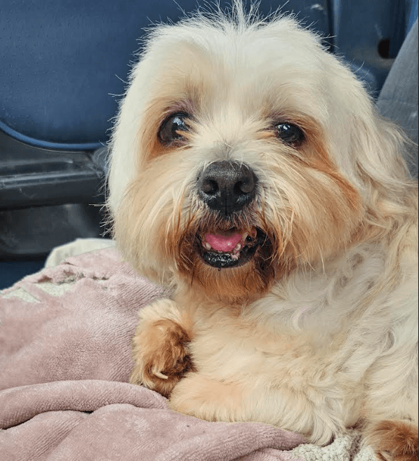 Dwight In Tx - Lhasa Apso