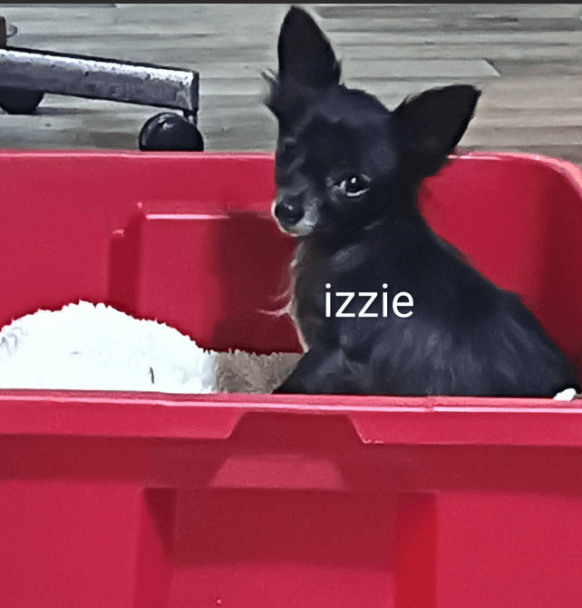 Izzie In Tx - Chihuahua