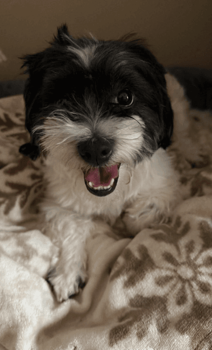 Max In Tx - Shih Tzu