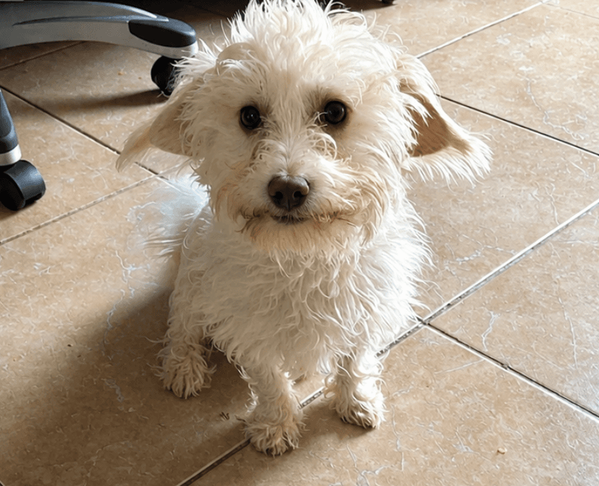 Dash In Tx - Maltese