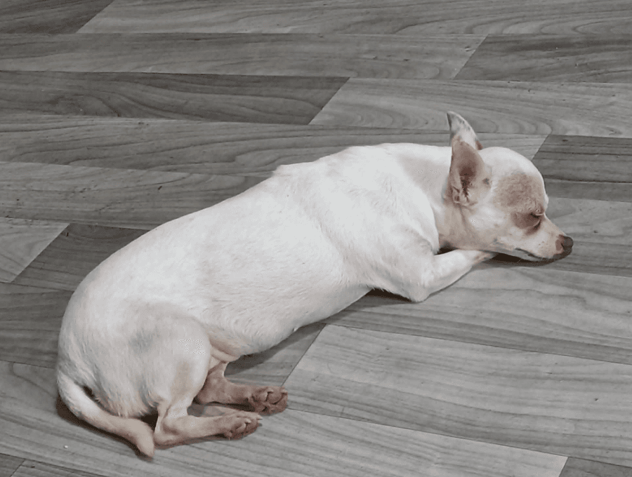 June Bug In Tx - Chihuahua