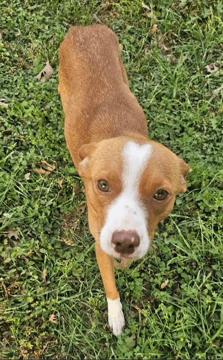 Trixie In Tx - Terrier