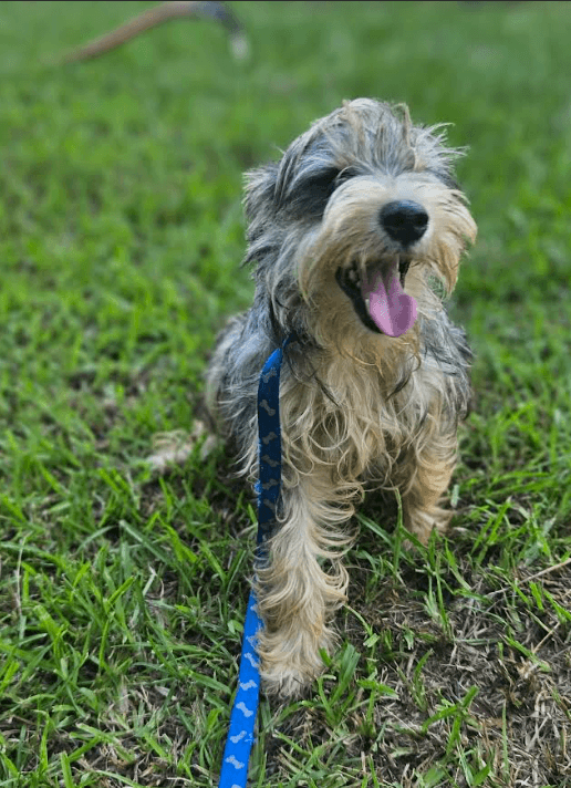 Maxamillon In La - Terrier
