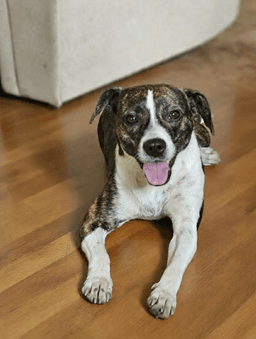 Tippy In La image 1