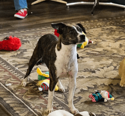 Tippy In La image 3