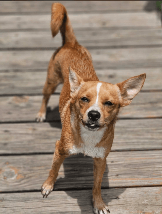 Binxy In La - Chihuahua