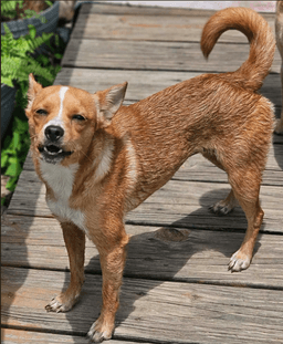 Binxy In La image 3