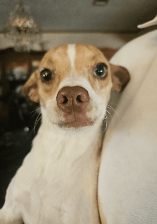 Misty In La - Chihuahua