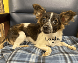 Layla In Tx image 1