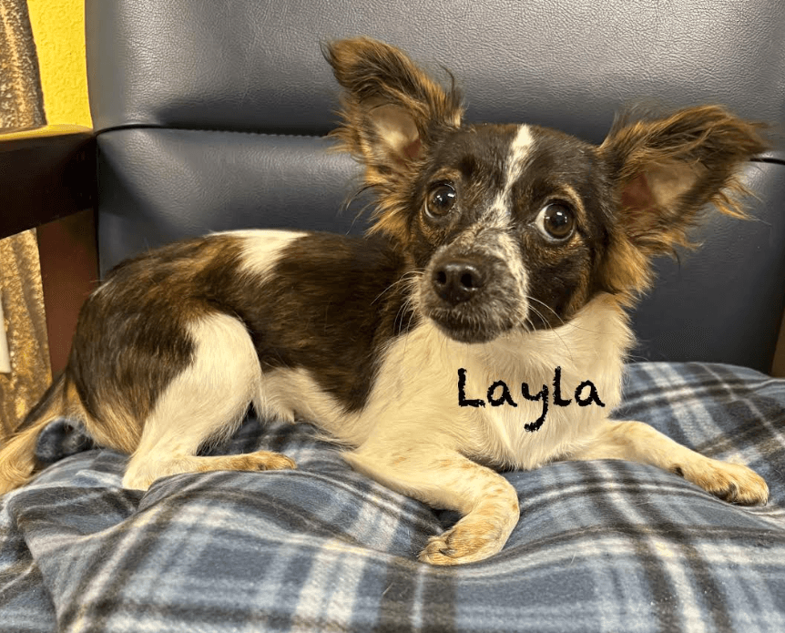 Layla In Tx - Chihuahua