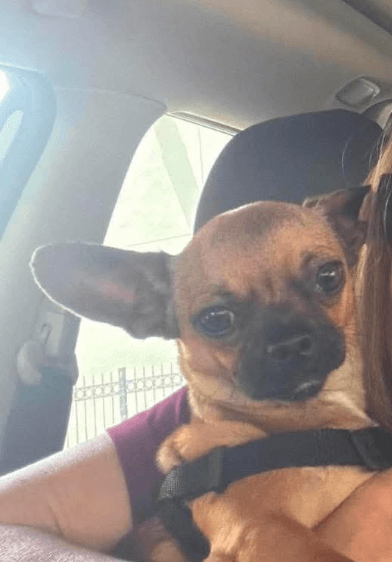 Bibi In Tx - Chihuahua
