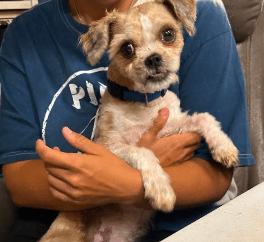 Gizmo In Tx - Shih Tzu