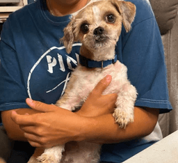 Gizmo In Tx image 2