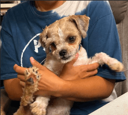 Gizmo In Tx image 3