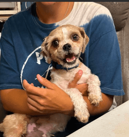 Gizmo In Tx image 4