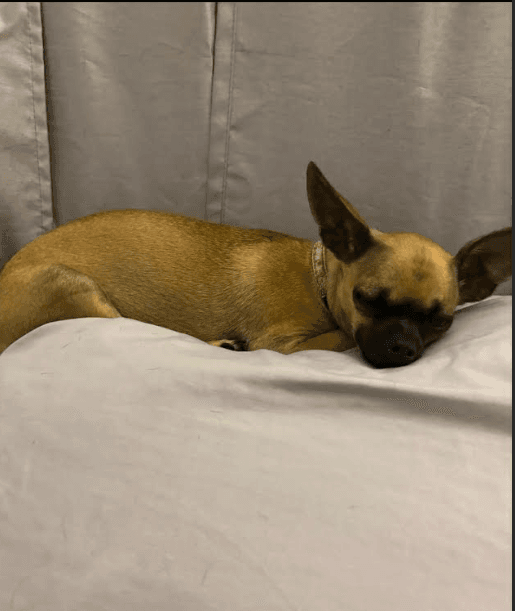 Gracelynn In La - Chihuahua