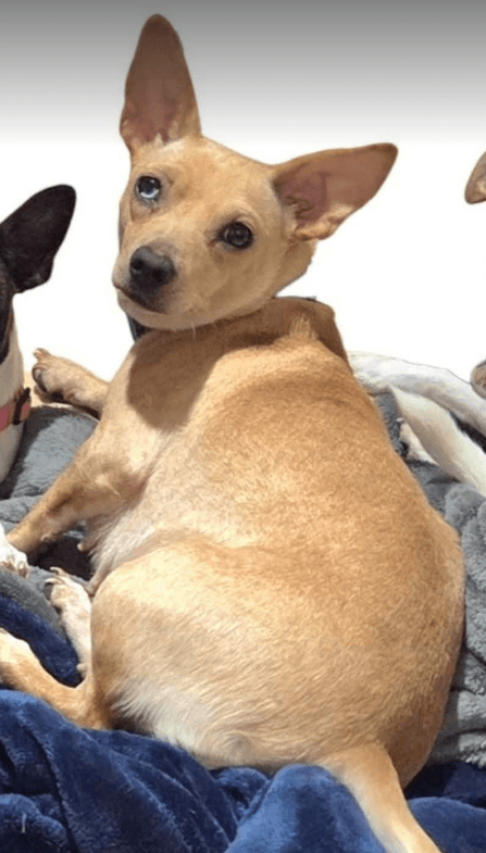 Nancy In Tx - Chihuahua