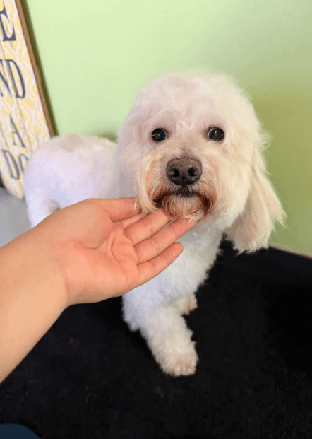 Bonbon In Tx - Maltese