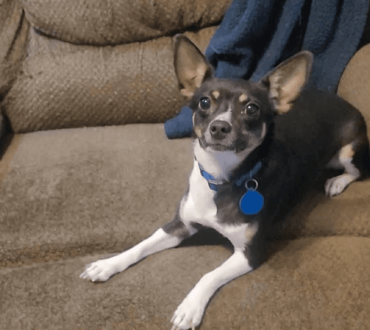 Panda In Tx - Chihuahua