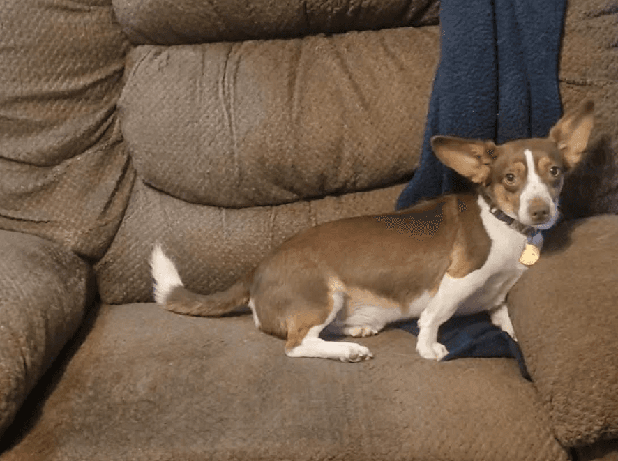 Gizmo In Tx - Chihuahua