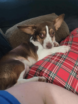 Gizmo In Tx image 2