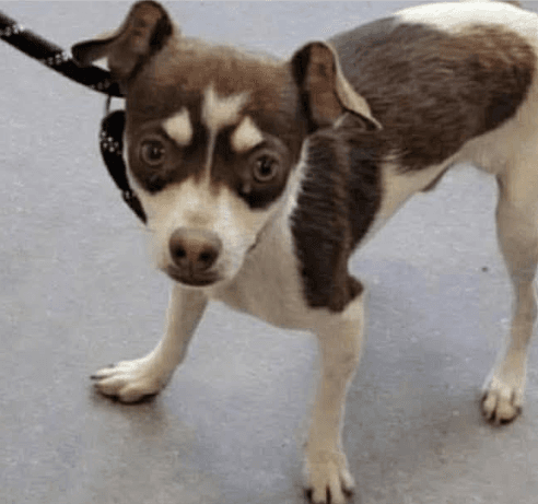 Anthem In Tx - Chihuahua