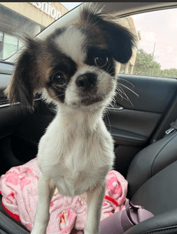 Bella In Tx image 1