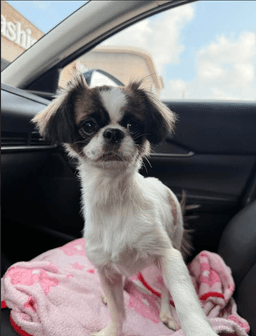 Bella In Tx image 2