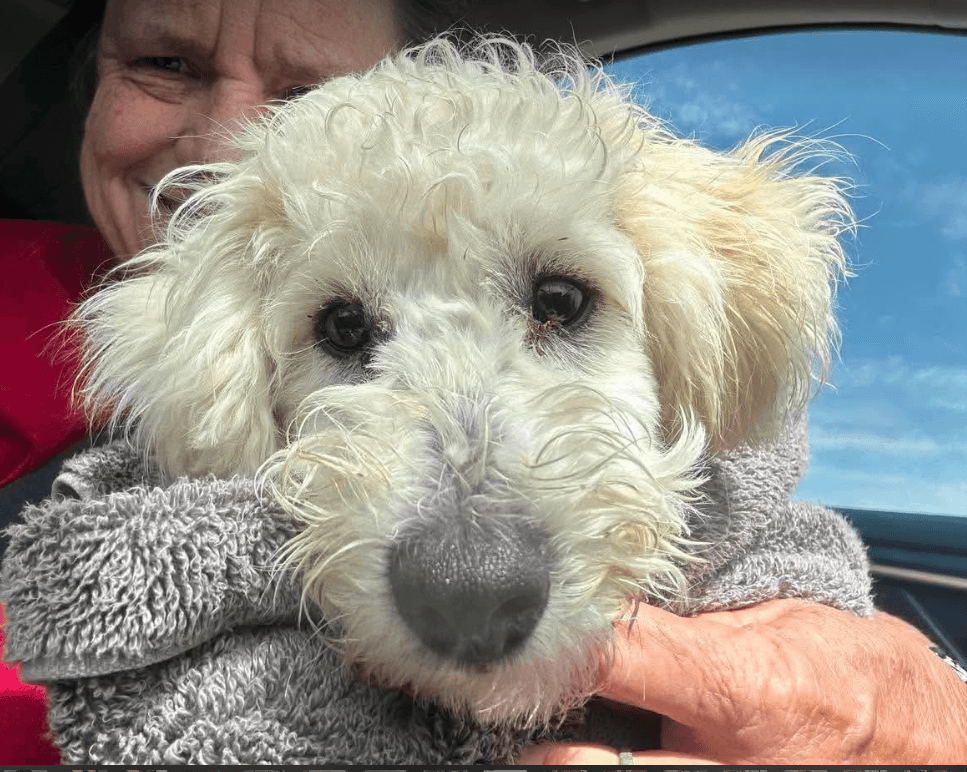 Puffy In Tx - Poodle (Miniature)