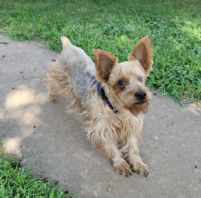 Mila In Tx - Schnauzer