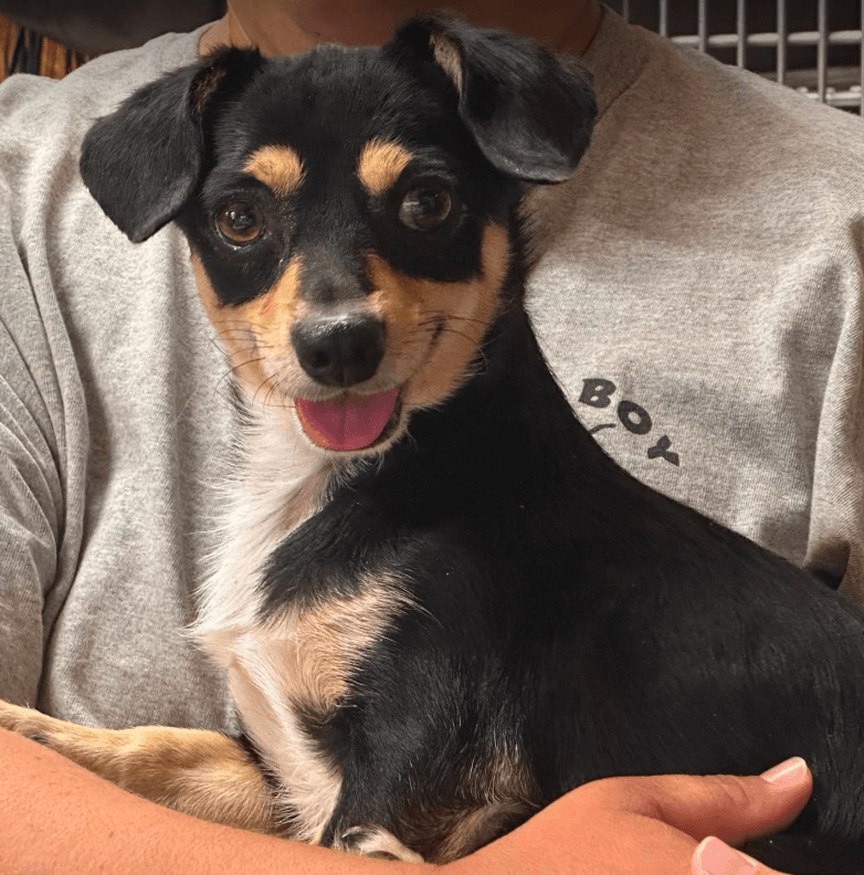 Dude In Tx - Chihuahua