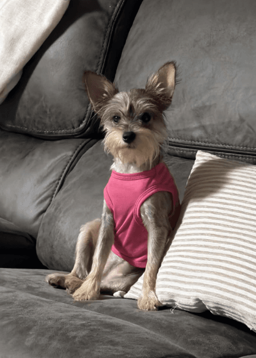 Maxine In La - Terrier