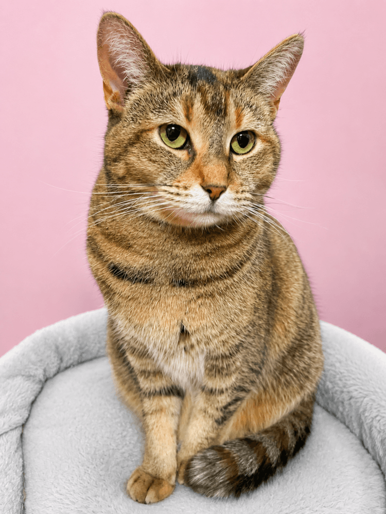 Charlotte - Domestic Short Hair