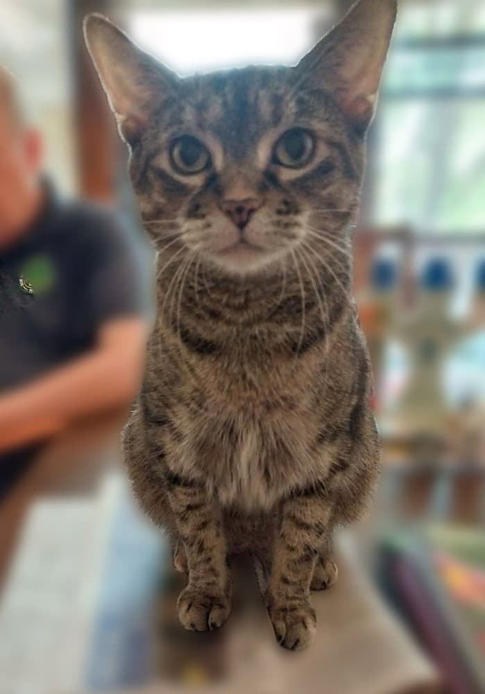 Melody - Domestic Short Hair
